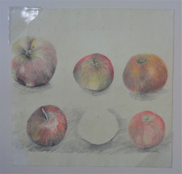 Katrin Bachem, Äpfel, Zeichnung, Unikat